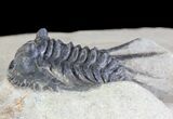 Spiny Leonaspis Trilobite - Morocco #64416-5